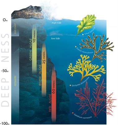 Green approaches for extraction, chemical modification and processing of marine polysaccharides for biomedical applications